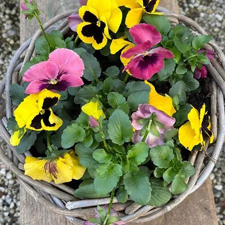 Apartament Bellevie Apartment, Eijsden-maastricht